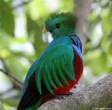 quetzal1